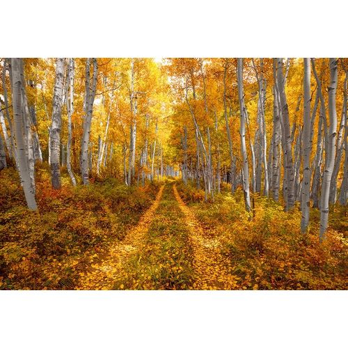 Autumn in the Rocky Mountains of Colorado-as Aspen trees turn bright yellow gold